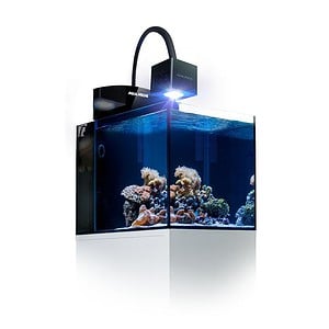Blenny Qube