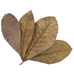 Golden Tree Premium Indian Almond Leaves 50g