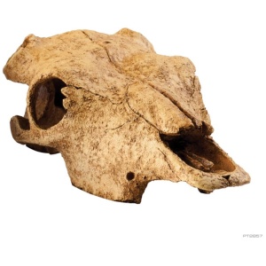 Exo Terra Buffalo Skull – Medium