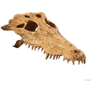 Exo Terra Crocodile Skull – Medium