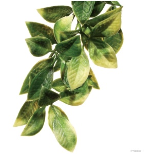 Exo Terra Forest Plant Mandarin Large