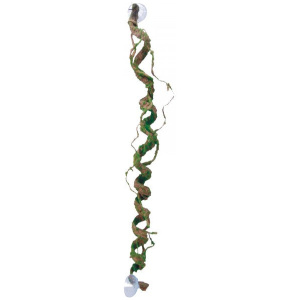 Eco Tech Giant Corkscrew Vine 80Cm