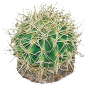 Eco Tech Pineapple Cactus 10Cm