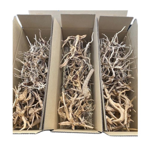 Dymax Tweety Wood Mixed Box (Small and Nano)