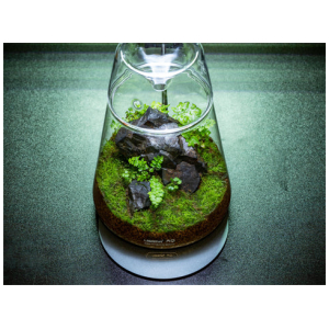 DOT-II Terrarium Set